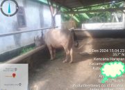 Program UPPO Tahun 2023 Kabupaten Serang  Kecamatan Tanara Diduga Bermasalah 