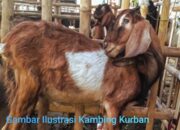 Warga Bantah Tidak Benar Direktur PT.Rudijaya Abadi Logam Pernah Berikan Kambing Untuk Warga