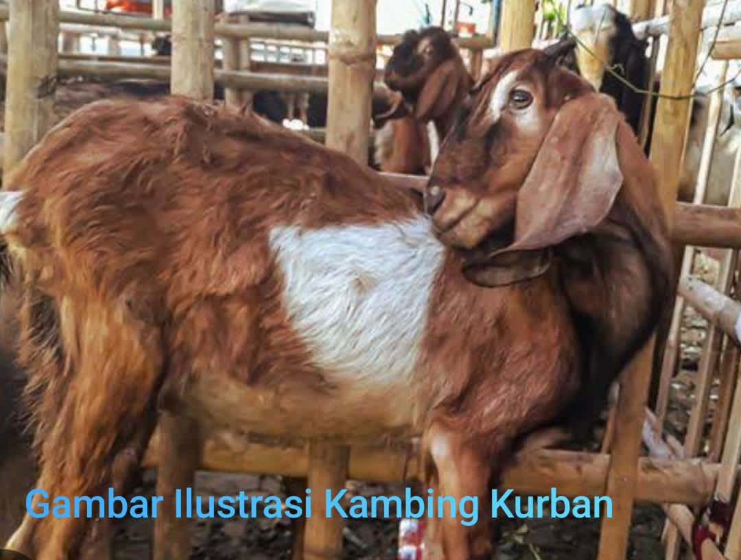 Warga Bantah Tidak Benar Direktur PT.Rudijaya Abadi Logam Pernah Berikan Kambing Untuk Warga