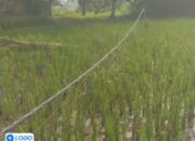 Kabel Listrik Menjuntai di Kec.Carenang Kab.Serang : Warga Terancam, PLN Abai ?