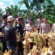 Polres Serang Catat Panen Jagung 274 Ton, Lampaui Target Ketahanan Pangan Nasional