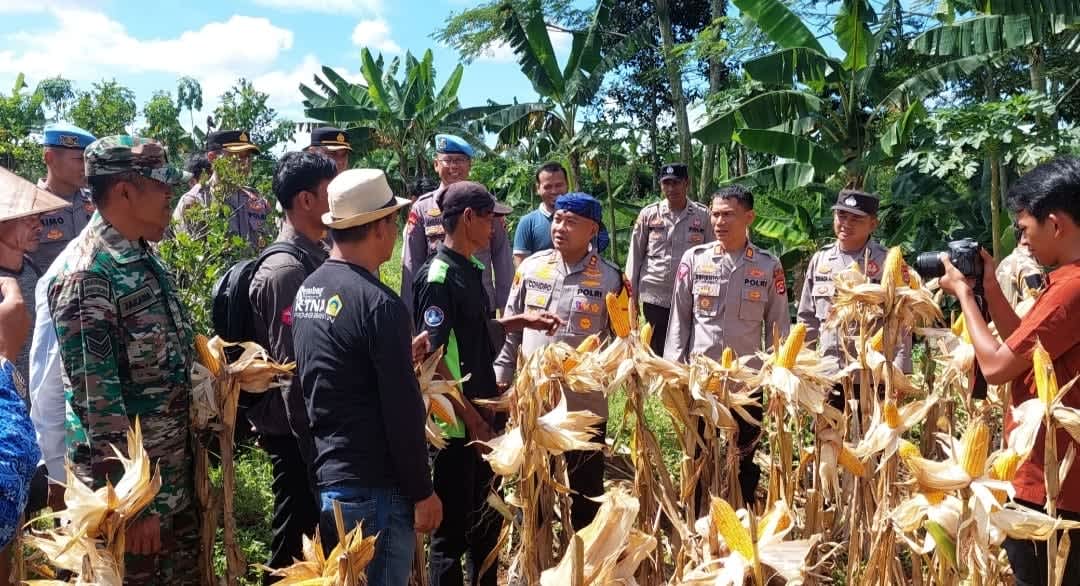Polres Serang Catat Panen Jagung 274 Ton, Lampaui Target Ketahanan Pangan Nasional