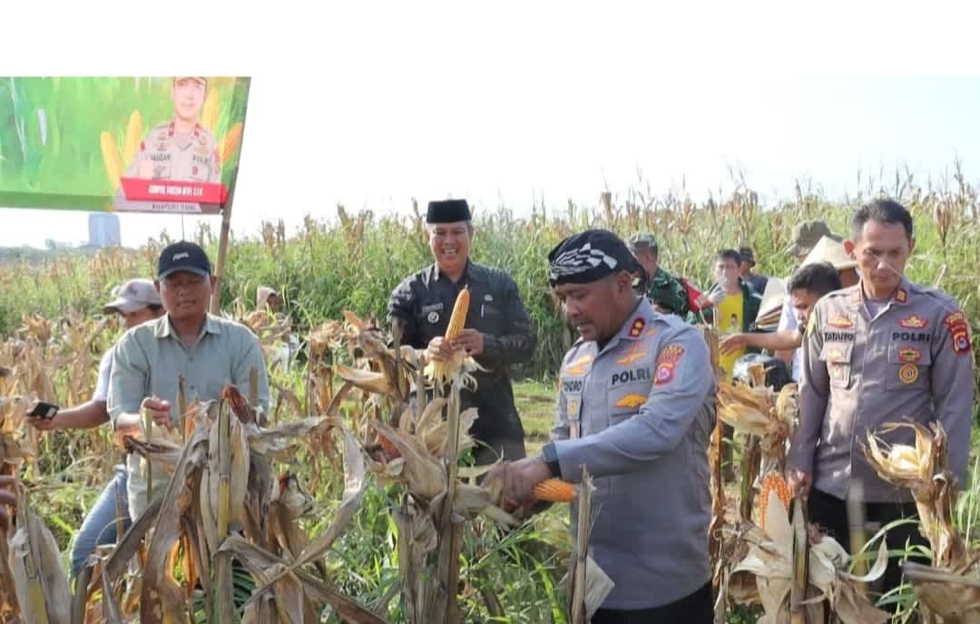 Polres Serang Catat Panen Jagung 274 Ton, Lampaui Target Ketahanan Pangan Nasional
