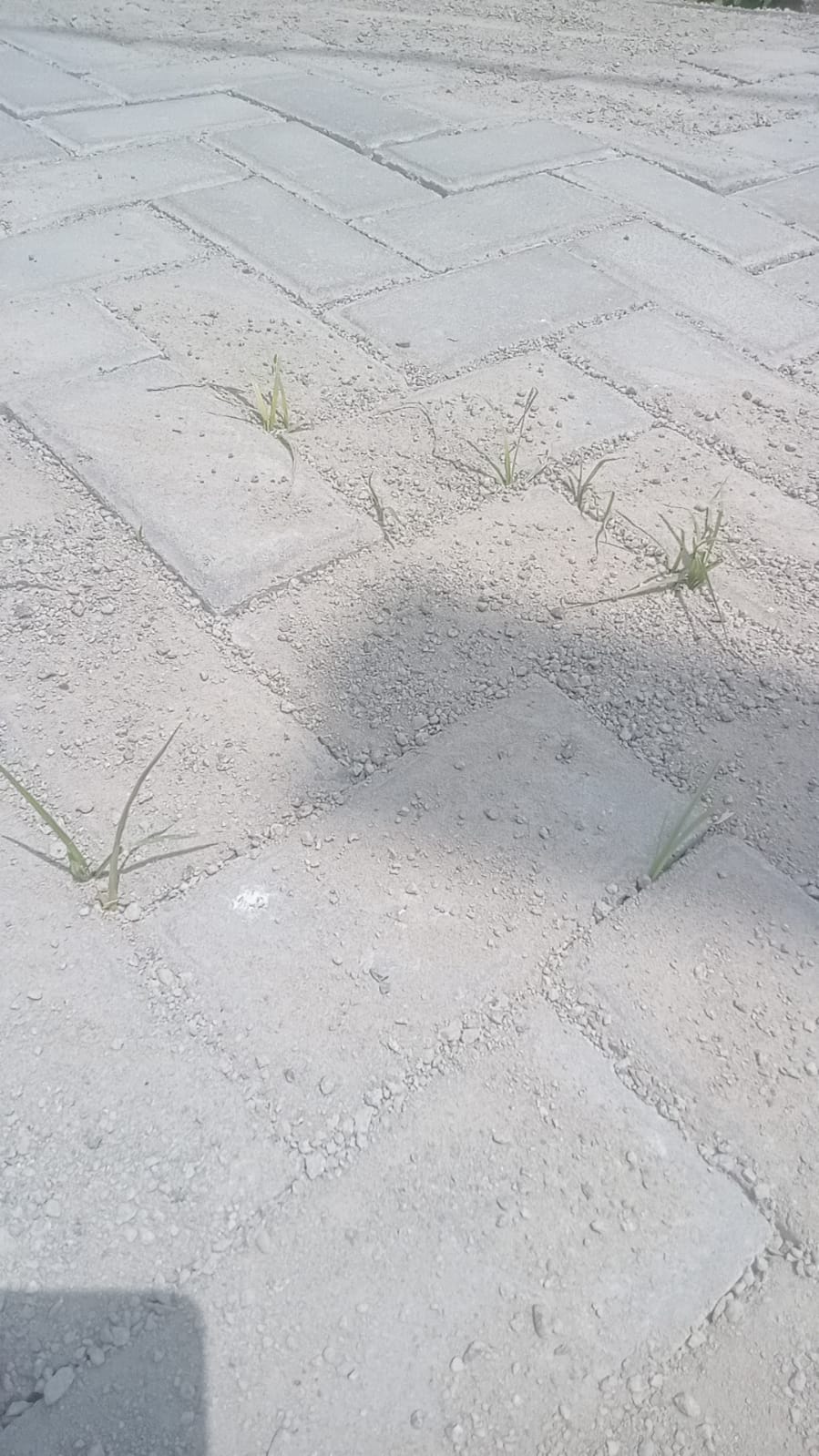 Proyek Rp99 Juta Dinilai Tidak Optimal, Paving Block di Desa Mekarsari Mulai Ditumbuhi Rumput