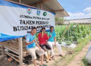 Diuji Banjir, Dijawab Panen: BUMDes Putra Binuang Perkuat Pangan Lokal