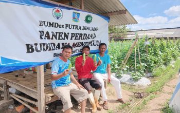 Diuji Banjir, Dijawab Panen: BUMDes Putra Binuang Perkuat Pangan Lokal