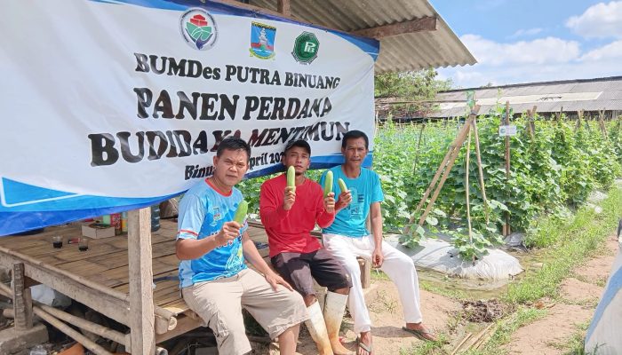 Diuji Banjir, Dijawab Panen: BUMDes Putra Binuang Perkuat Pangan Lokal
