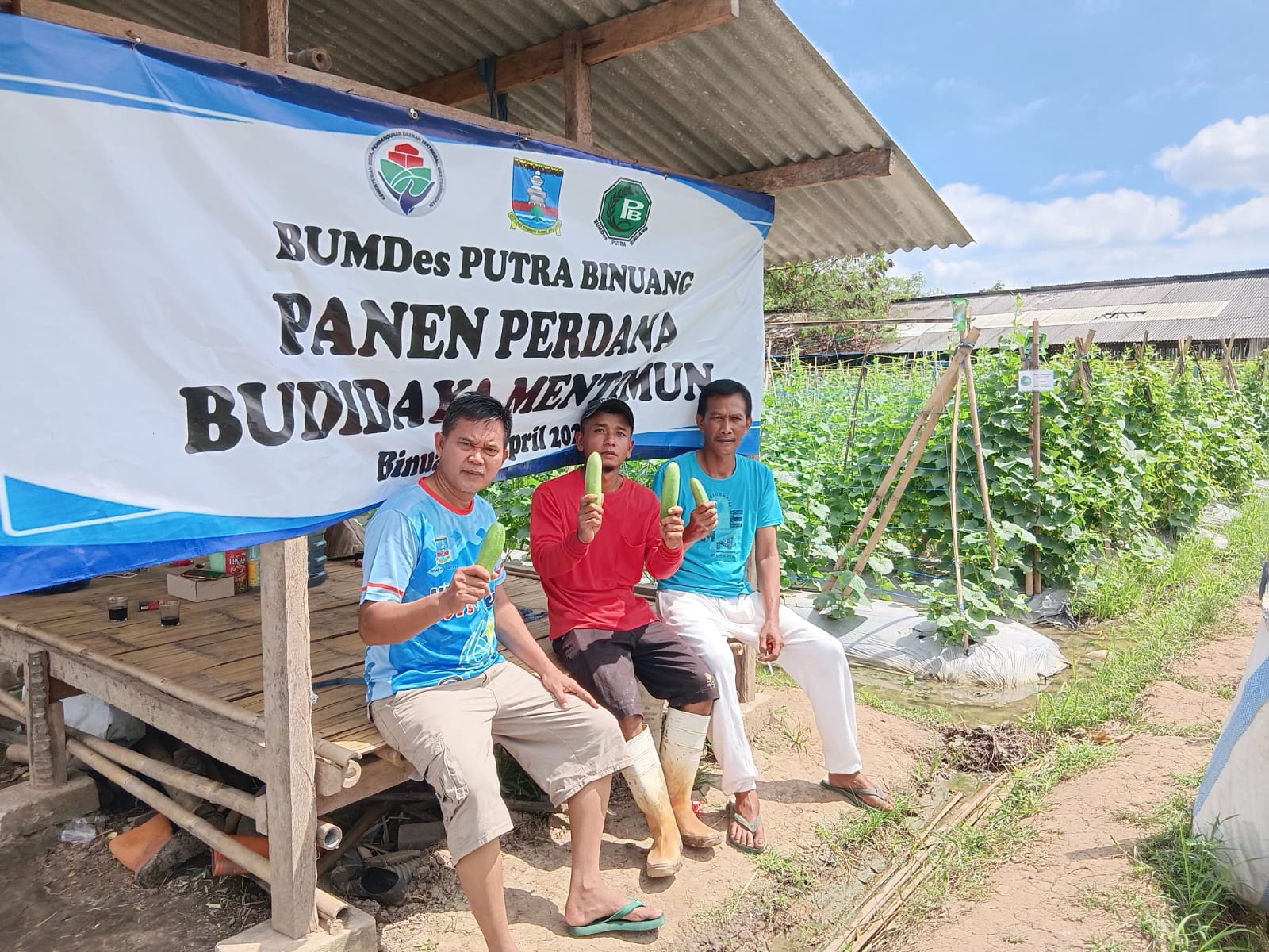 Diuji Banjir, Dijawab Panen: BUMDes Putra Binuang Perkuat Pangan Lokal