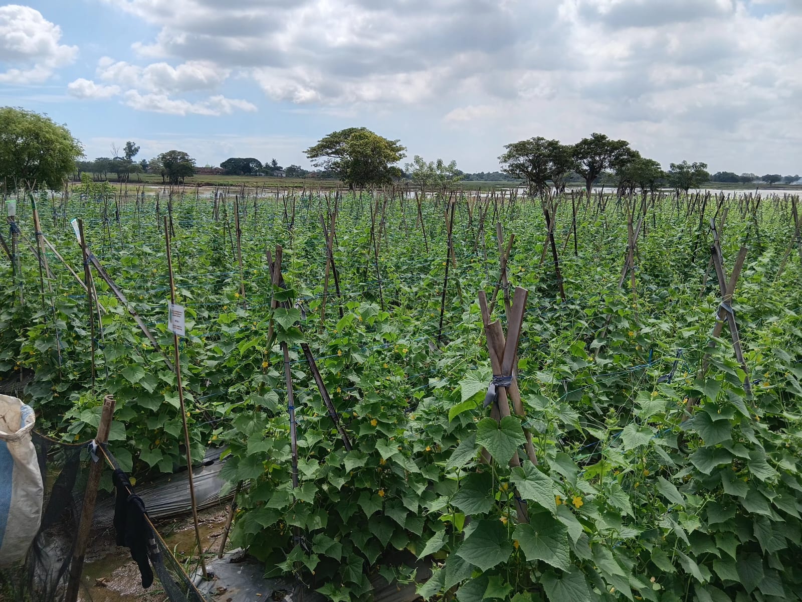 Diuji Banjir, Dijawab Panen: BUMDes Putra Binuang Perkuat Pangan Lokal
