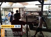 Harga Bersahabat, Kualitas Terjaga: Lapak Kambing Qurban di Desa Renged Kec. Kresek Jadi Andalan Warga