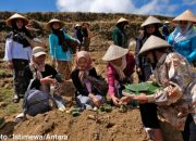 Tradisi Wiwit Tembakau di Lereng Sumbing, Doa Petani Mengawali Musim Tanam 2026