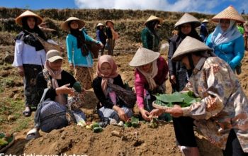 Tradisi Wiwit Tembakau di Lereng Sumbing, Doa Petani Mengawali Musim Tanam 2026