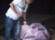 Sabung Ayam Digerebek, Korban Jiwa Muncul, Apa yang Terjadi?