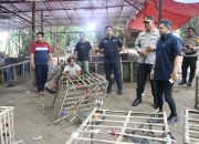 Heboh Minggu Pagi, Judi Sabung Ayam di Tangerang Digerebek Langsung Kapolresta