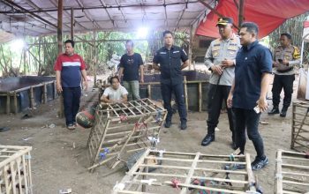 Heboh Minggu Pagi, Judi Sabung Ayam di Tangerang Digerebek Langsung Kapolresta