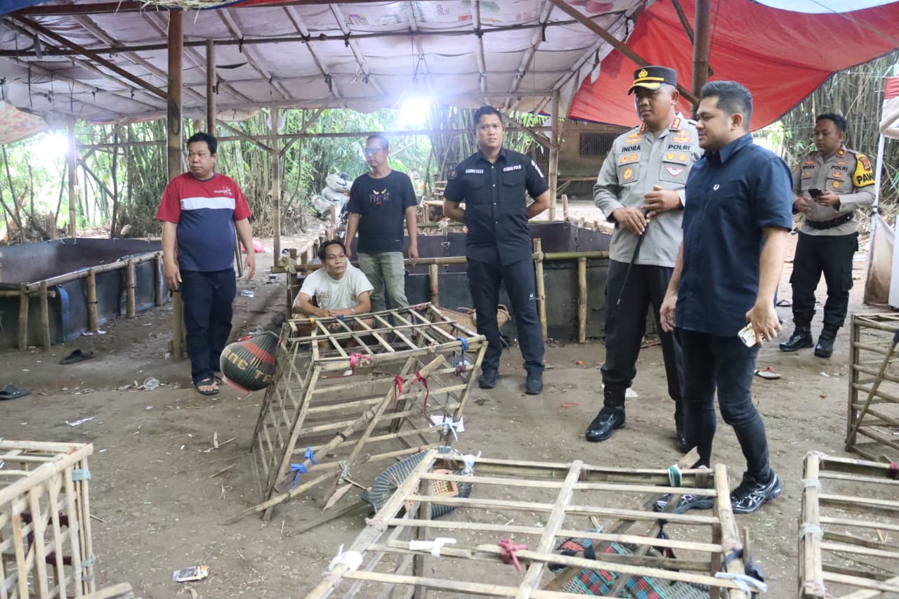 Heboh Minggu Pagi, Judi Sabung Ayam di Tangerang Digerebek Langsung Kapolresta