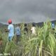 Tiga Pendaki Hilang Usai Erupsi Gunung Dukono, Tim SAR Berjibaku di Tengah Ancaman Lava Pijar